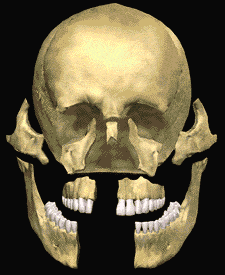 An animated illustration showing the parts of the skull coming together