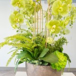 Orchid, Winnetka IL Office, Lakeside Oral & Facial Surgery